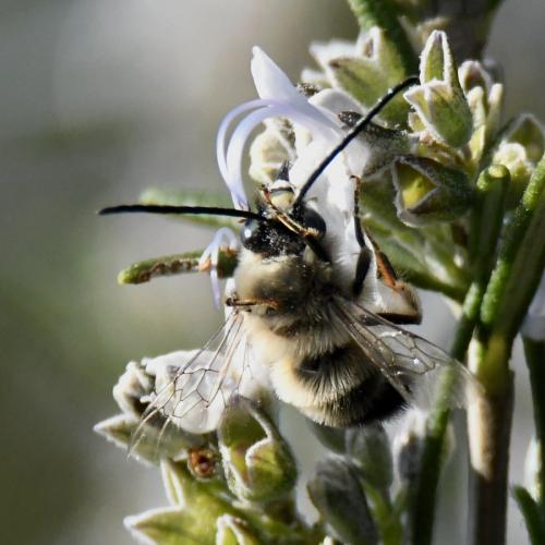 Réf. 225 237 : Eucera nigrilabris